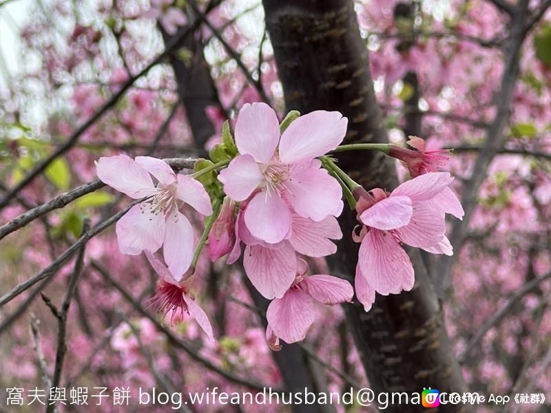 本地遊 | 東涌 | 捉緊櫻花園廣州櫻的尾巴