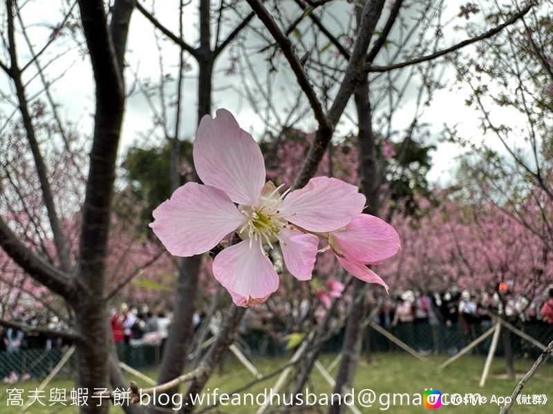 本地遊 | 東涌 | 捉緊櫻花園廣州櫻的尾巴