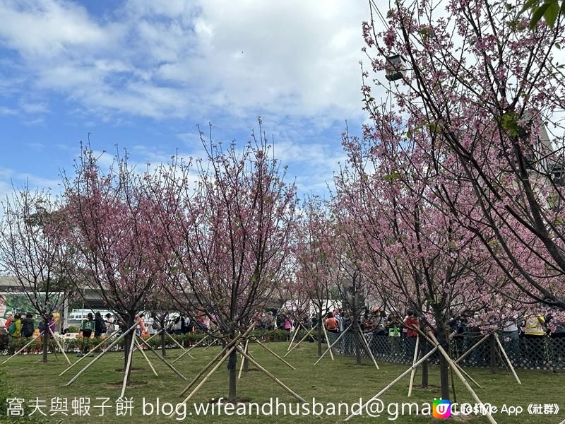 本地遊 | 東涌 | 捉緊櫻花園廣州櫻的尾巴