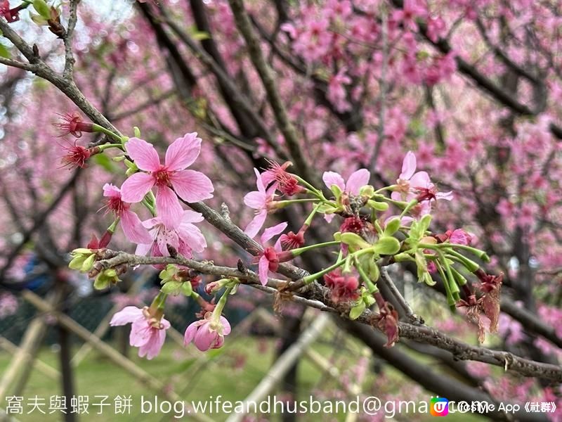 本地遊 | 東涌 | 捉緊櫻花園廣州櫻的尾巴