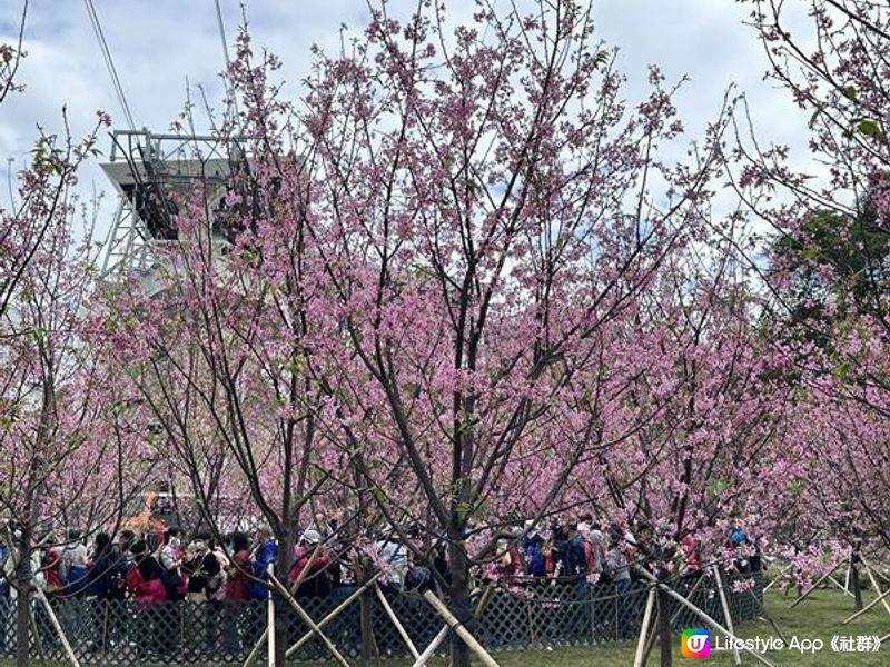 本地遊 | 東涌 | 捉緊櫻花園廣州櫻的尾巴