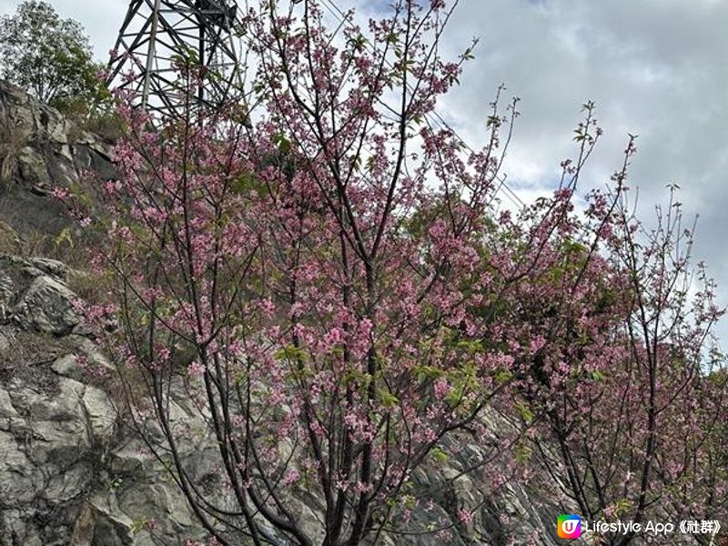 本地遊 | 東涌 | 捉緊櫻花園廣州櫻的尾巴