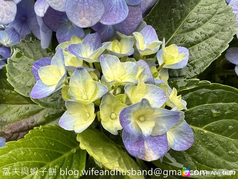 本地遊 | 天水圍 | 天水圍公園繡球花海加龍園李花