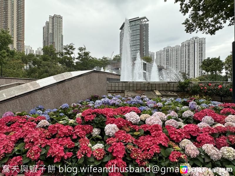 本地遊 | 天水圍 | 天水圍公園繡球花海加龍園李花