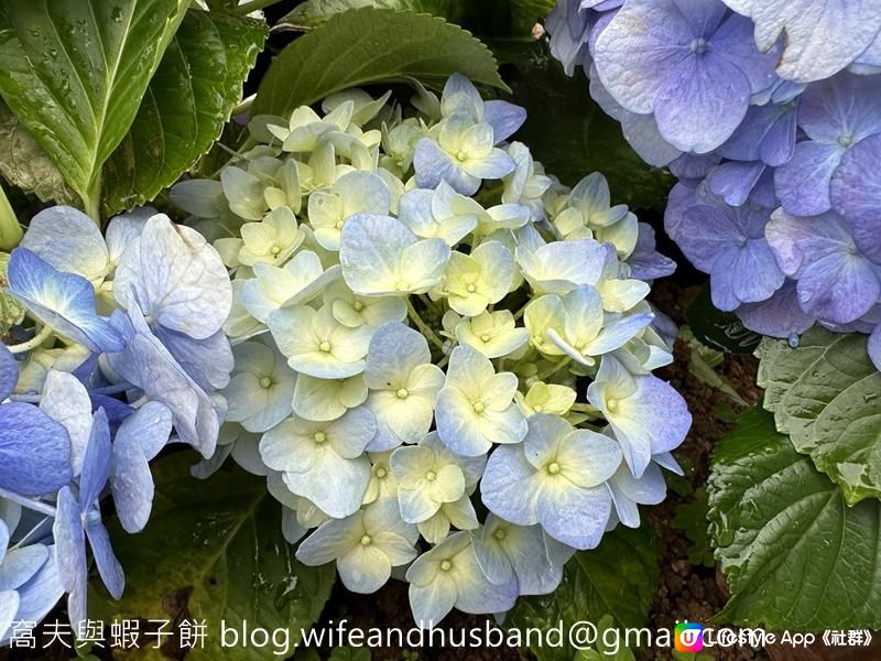 本地遊 | 天水圍 | 天水圍公園繡球花海加龍園李花