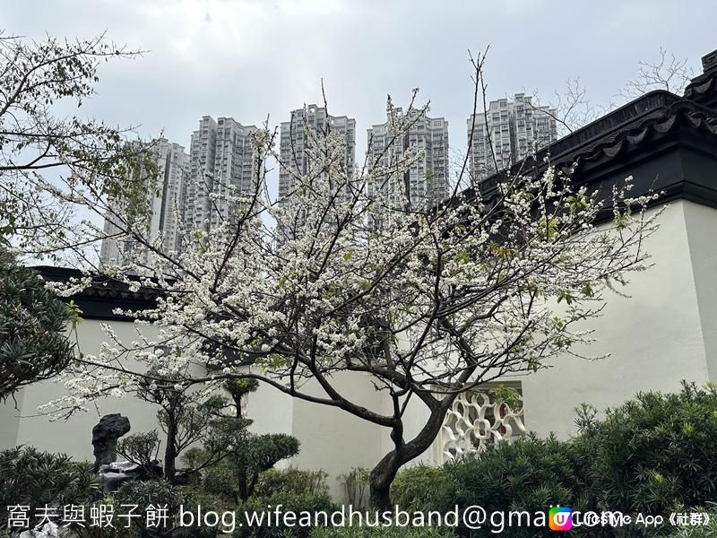 本地遊 | 天水圍 | 天水圍公園繡球花海加龍園李花