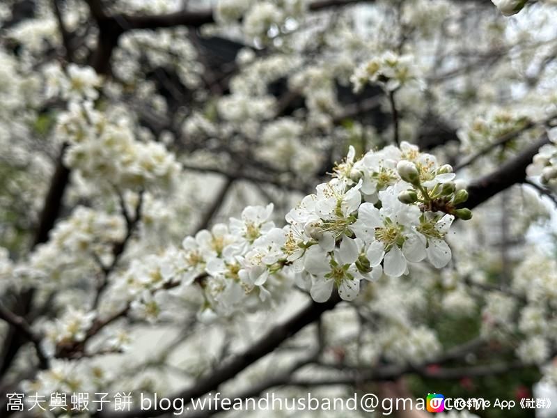 本地遊 | 天水圍 | 天水圍公園繡球花海加龍園李花