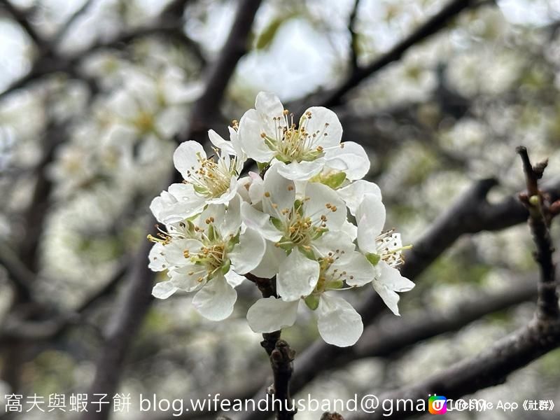 本地遊 | 天水圍 | 天水圍公園繡球花海加龍園李花