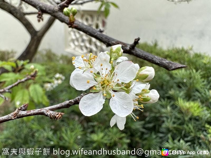 本地遊 | 天水圍 | 天水圍公園繡球花海加龍園李花