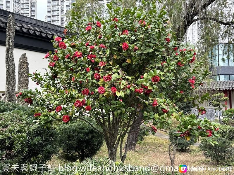 本地遊 | 天水圍 | 天水圍公園繡球花海加龍園李花