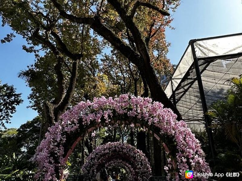 本地遊 | 香港動植物公園 | 必影打卡位蝴蝶蘭花廊