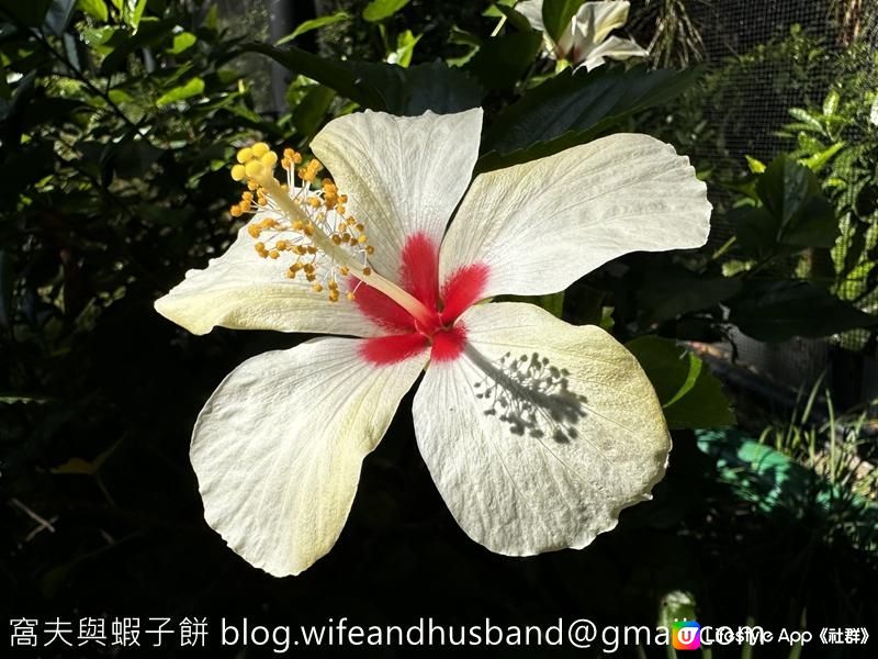 本地遊 | 香港動植物公園 | 必影打卡位蝴蝶蘭花廊