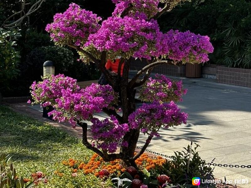 本地遊 | 香港動植物公園 | 必影打卡位蝴蝶蘭花廊