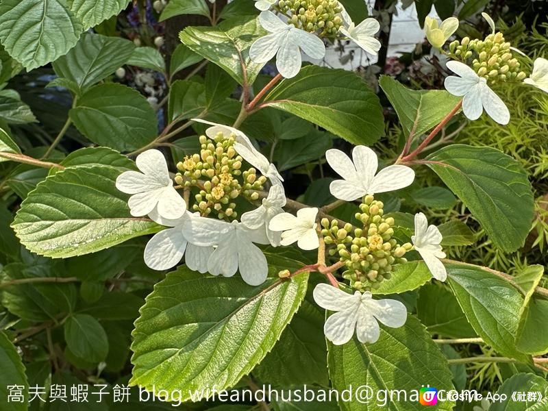 香港賞花 | 維園花展 | 百花齊放篇