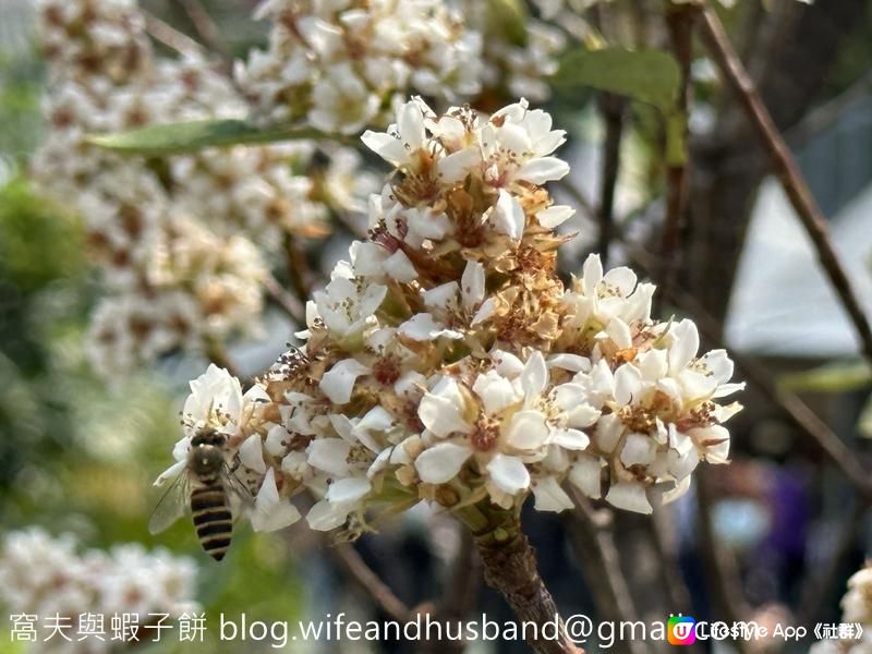 香港賞花 | 維園花展 | 百花齊放篇