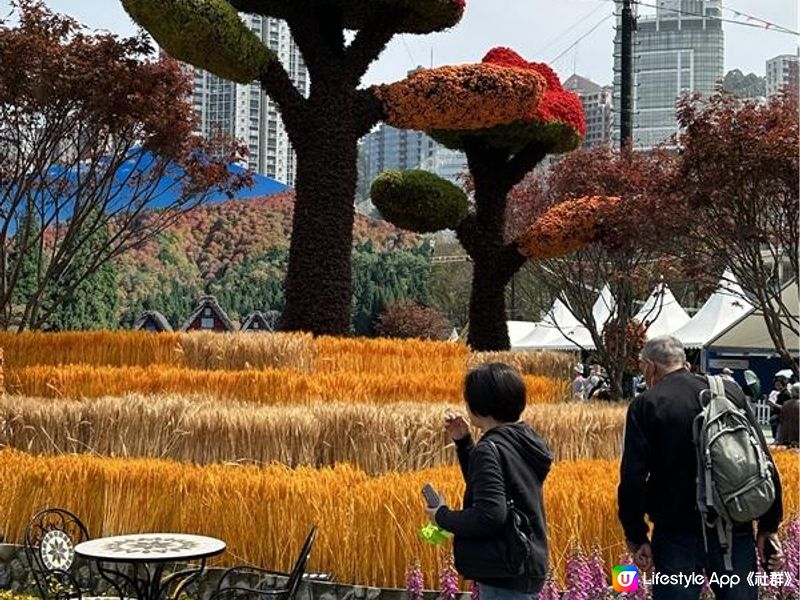 香港賞花 | 維園花展 | 百花齊放篇