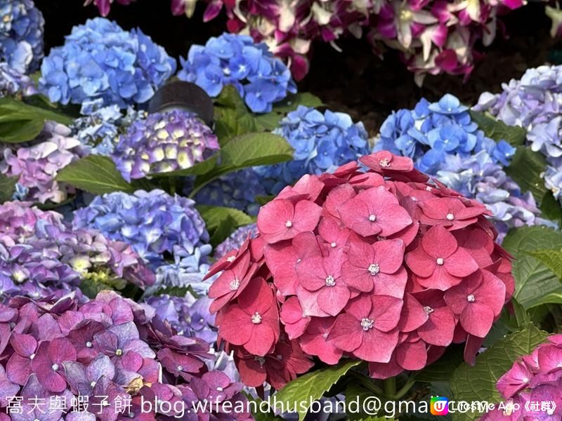 香港賞花 | 維園花展 | 主題花繡球花篇