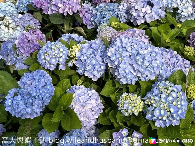 香港賞花 | 維園花展 | 主題花繡球花篇