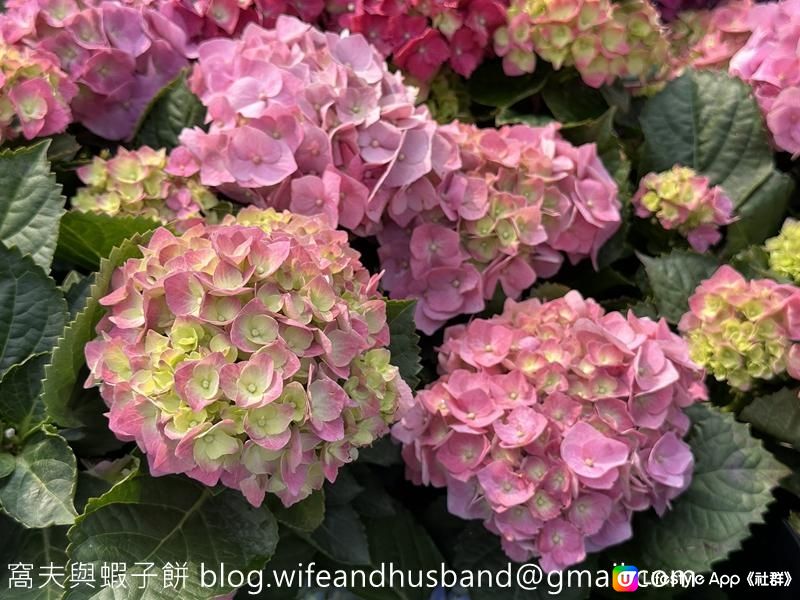 香港賞花 | 維園花展 | 主題花繡球花篇