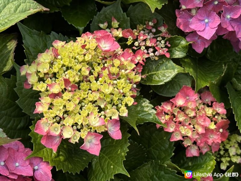 香港賞花 | 維園花展 | 主題花繡球花篇