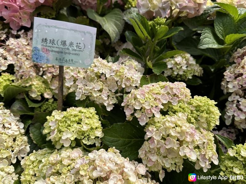 香港賞花 | 維園花展 | 主題花繡球花篇