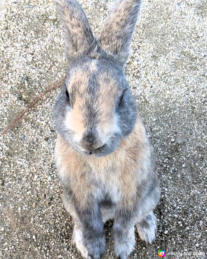 兔寶寶島！7年之約！🐰🐰