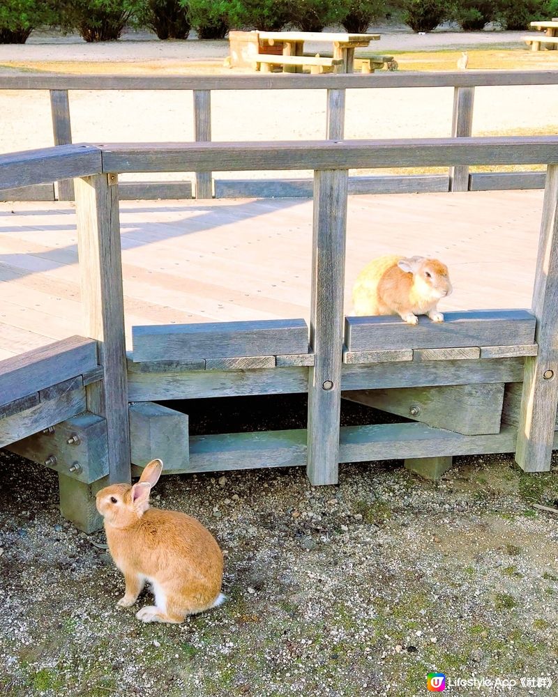 兔寶寶島！7年之約！🐰🐰