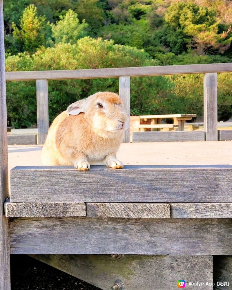 兔寶寶島！7年之約！🐰🐰