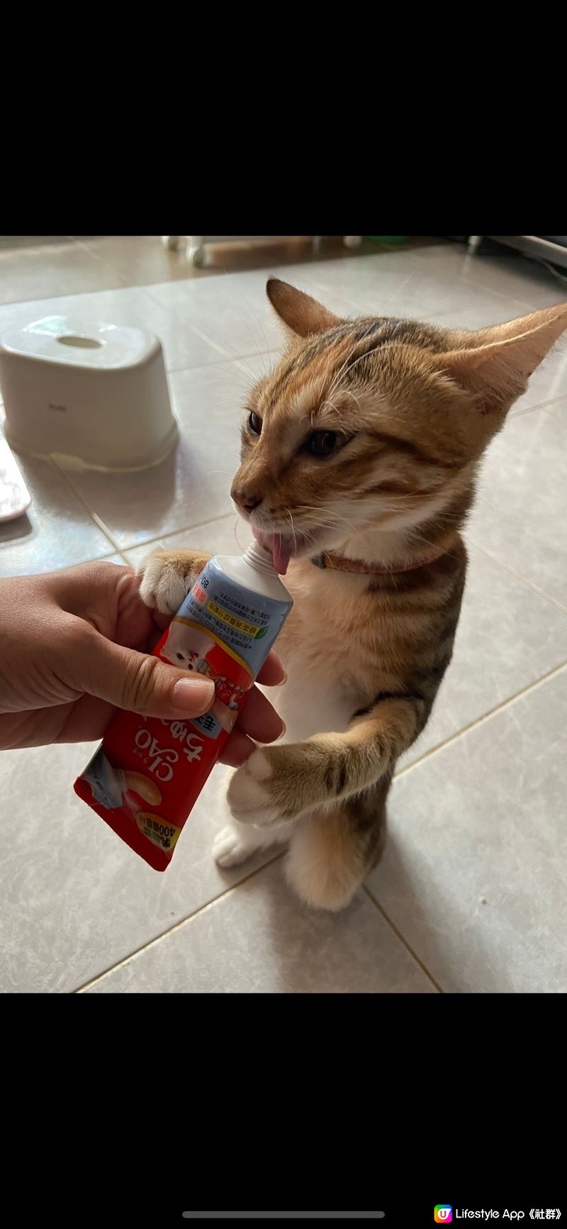 我見過我的貓貓最喜歡吃零食的時刻，要自己抓住來吃😽😽好味...