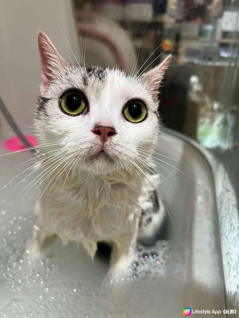 直擊Marble哥出街沖涼體驗🛁🧽🐤🐱