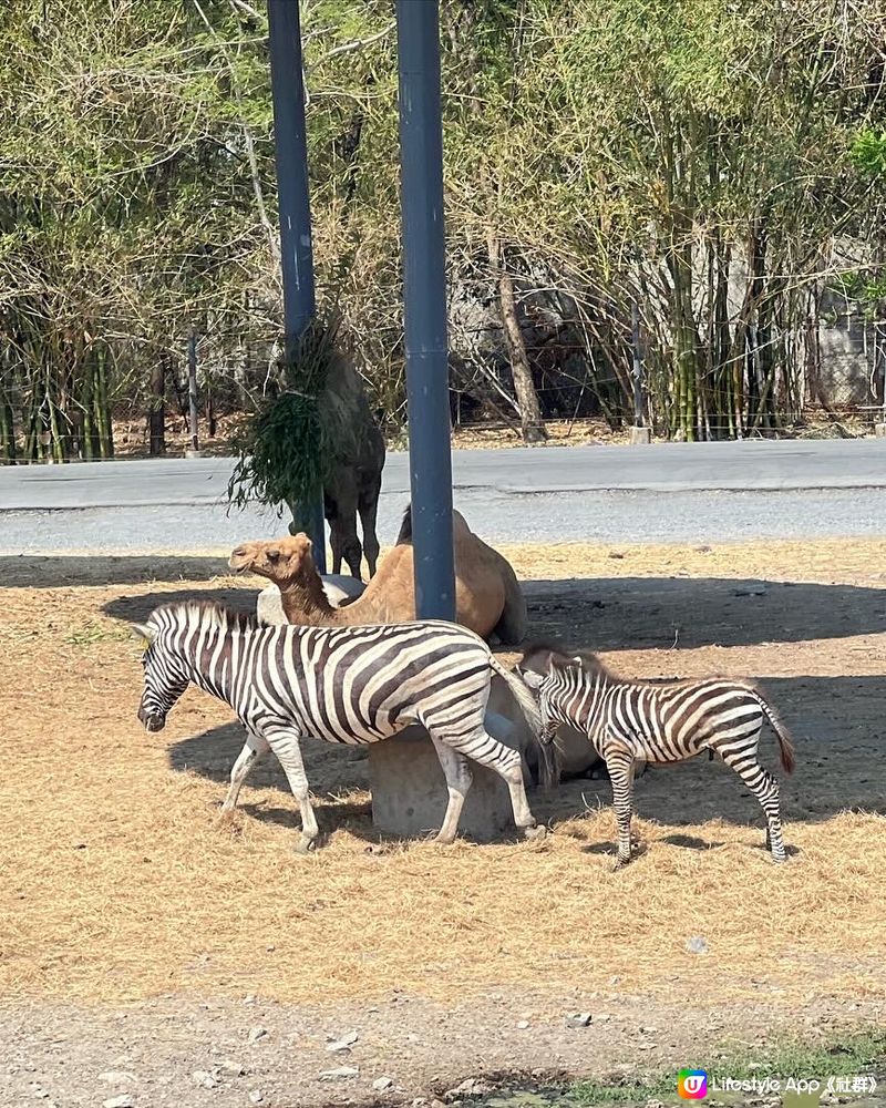 52度高溫點樣安排動物園行程？