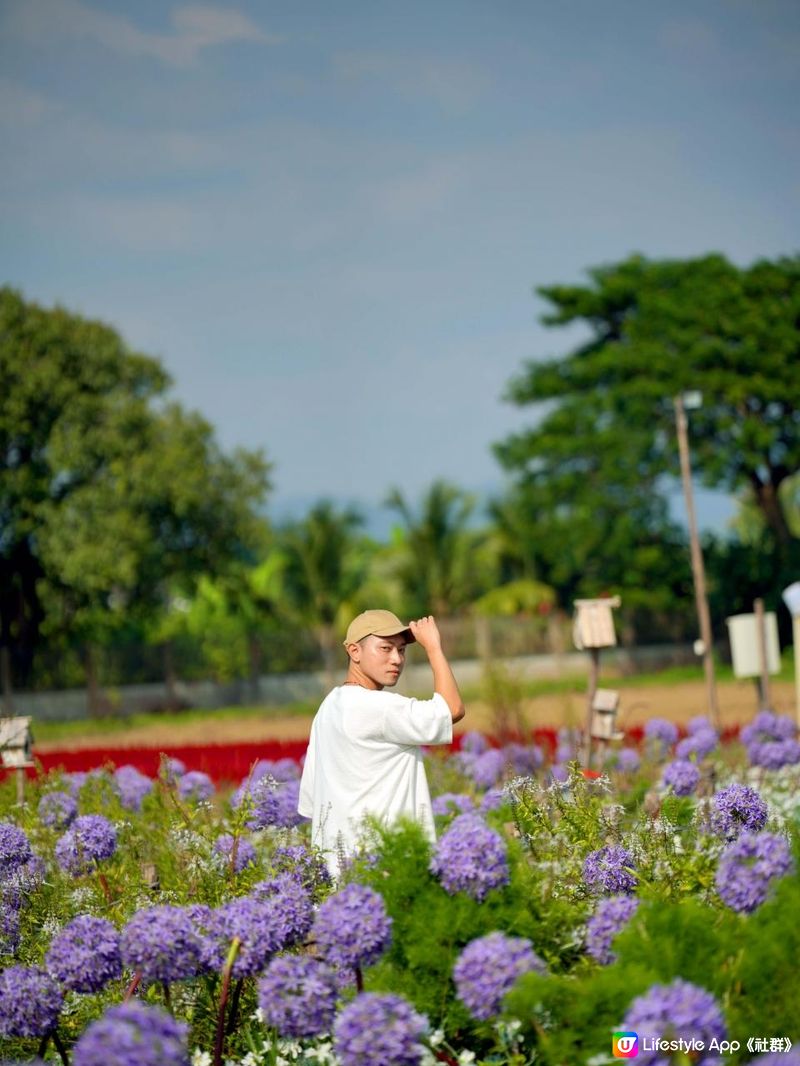 【泰國食買玩2023】隱世紫菊花海❤️農莊Flower Farm｜💥清邁特色雙線車體驗｜😍河畔露營尖頂小白屋Glamping｜泰北風味燒烤火鍋｜窮遊達人EP.7｜4K中文字幕｜Chiang Mai