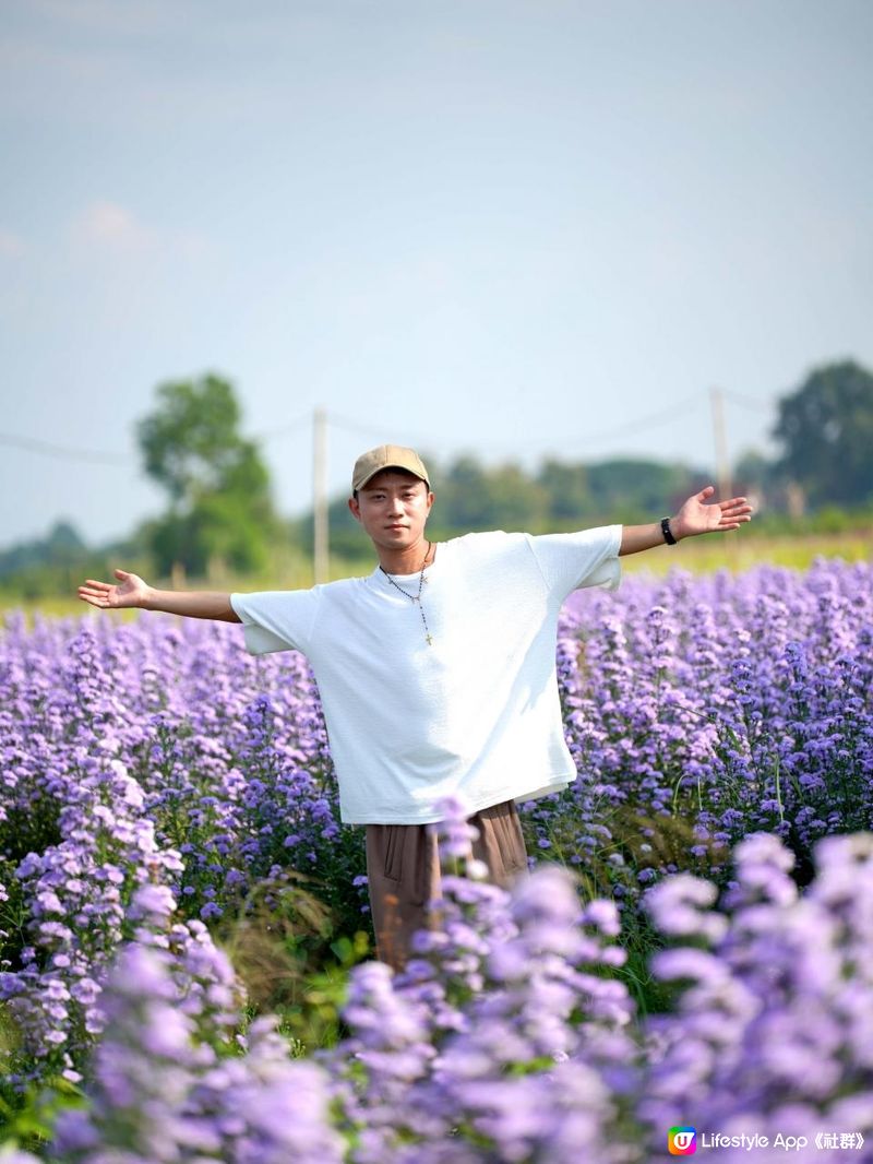 【泰國食買玩2023】隱世紫菊花海❤️農莊Flower Farm｜💥清邁特色雙線車體驗｜😍河畔露營尖頂小白屋Glamping｜泰北風味燒烤火鍋｜窮遊達人EP.7｜4K中文字幕｜Chiang Mai