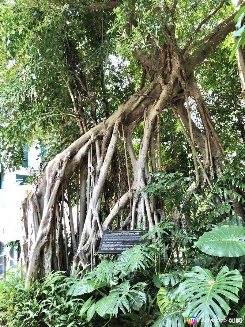 亞洲協會香港中心☘️AMMO下午茶🍎藝術展覽、歷史建築、打卡天橋📸城市綠洲@金鐘