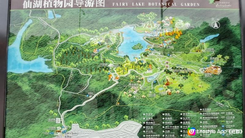 2023落羽杉《深圳仙湖植物園》➕️ 八合里牛肉火鍋 (南湖店)