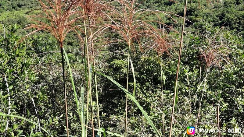 【東涌白芒至愉景灣行山篇】更樓、老虎頭觀景台、二白坳