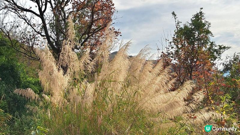 《錦田大江埔至新田行山篇》大羅天、羅天頂、龍潭山、牛潭山、小