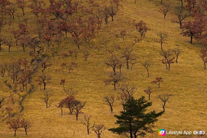 日本九州 | 大分縣 由布岳 爬上一座金黃色的火山