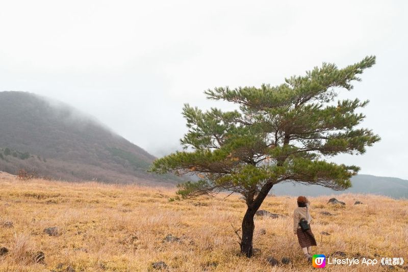 日本九州 | 大分縣 由布岳 爬上一座金黃色的火山