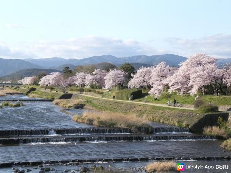 鴨川的櫻花