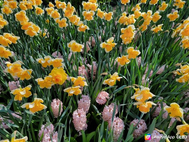 Day 29: 壓軸重頭戲-Keukenhof花園