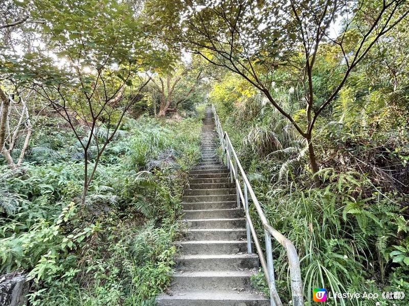 愉景灣｜眺望台美景 + 芒草打卡位 + 水塘天空之鏡｜可選擇徒步三十多分鐘或乘車五分鐘直達