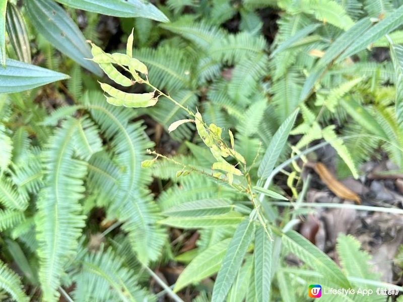 愉景灣｜眺望台美景 + 芒草打卡位 + 水塘天空之鏡｜可選擇徒步三十多分鐘或乘車五分鐘直達