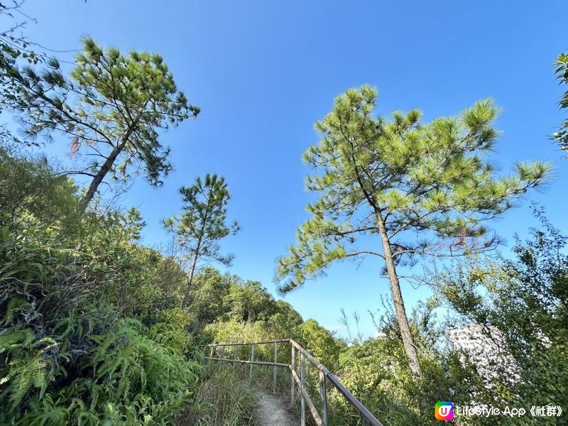 愉景灣｜眺望台美景 + 芒草打卡位 + 水塘天空之鏡｜可選擇徒步三十多分鐘或乘車五分鐘直達