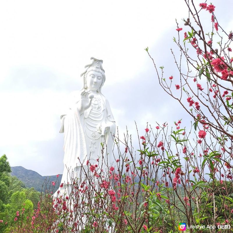 【慈山寺（大埔）】｜慈森 • 山林療癒體驗