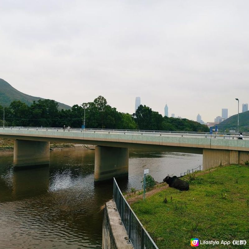 香港簡易跑步路線 6 – 上水梧桐河畔