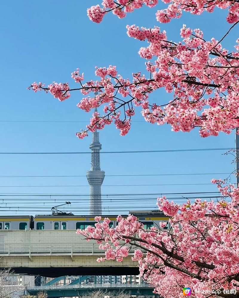 東京賞櫻