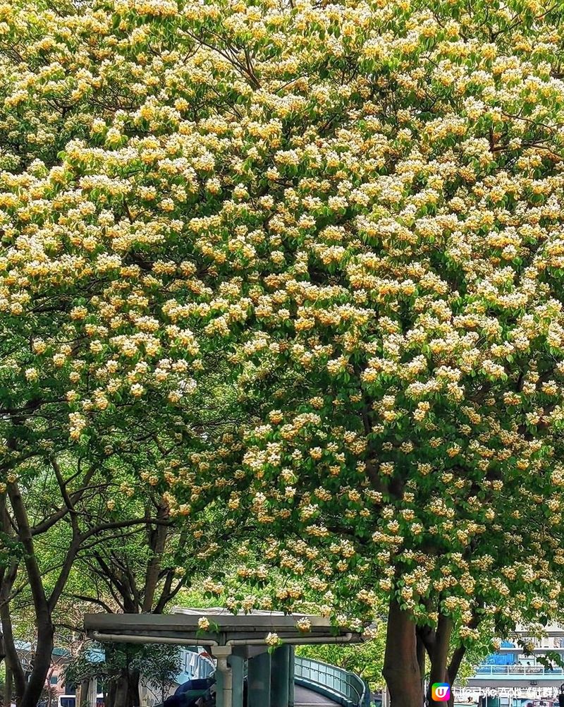 盛開的魚木樹帶給我慰籍